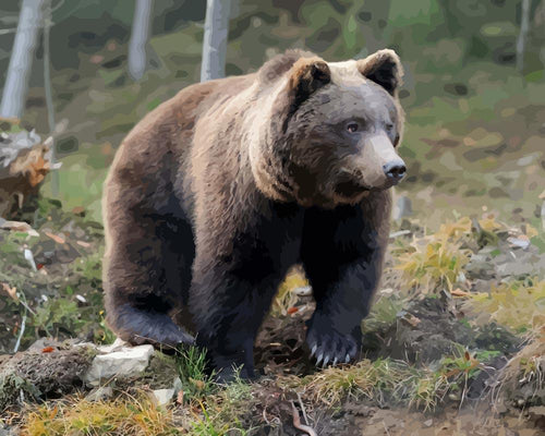 Malen nach Zahlen - Brauner Bär im Wald