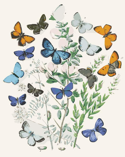 Malen nach Zahlen - Europäische Schmetterlinge und Nachtfalter von William Forsell Kirby