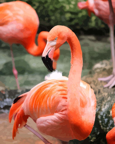 Malen nach Zahlen - Flamingo nah