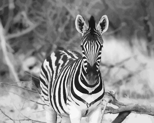 Malen nach Zahlen - Junges Zebra