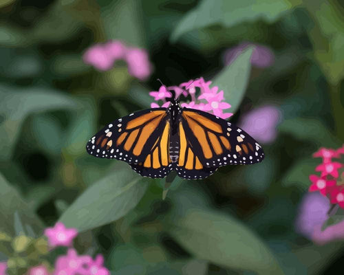 Malen nach Zahlen - Monarch - Schmetterling