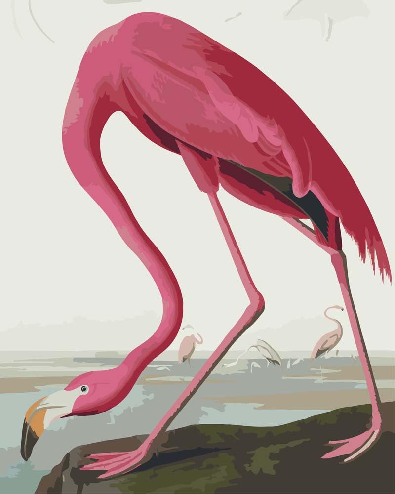 Malen nach Zahlen   Rosa Flamingo von Birds of America von John James Audubon