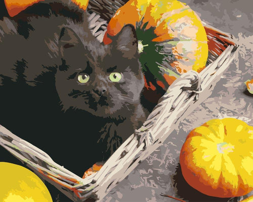 Malen nach Zahlen - Schwarze Katze mit Kürbis