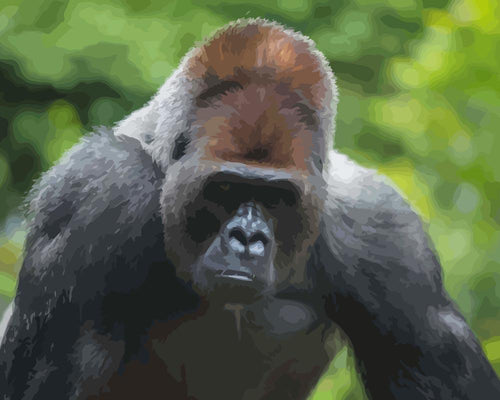 Malen nach Zahlen - Silberrücken Gorilla