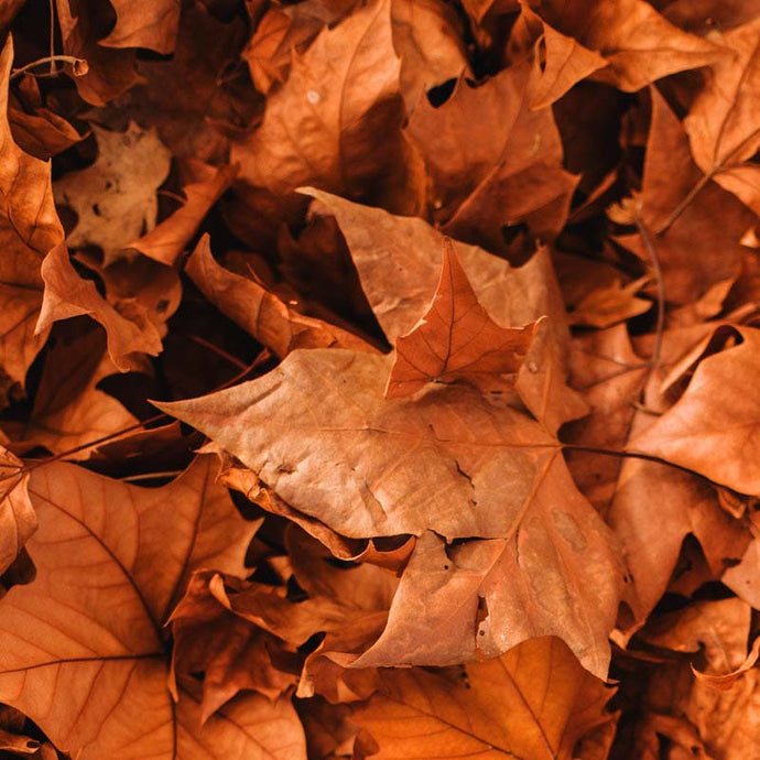 DIY Malen nach Zahlen - November