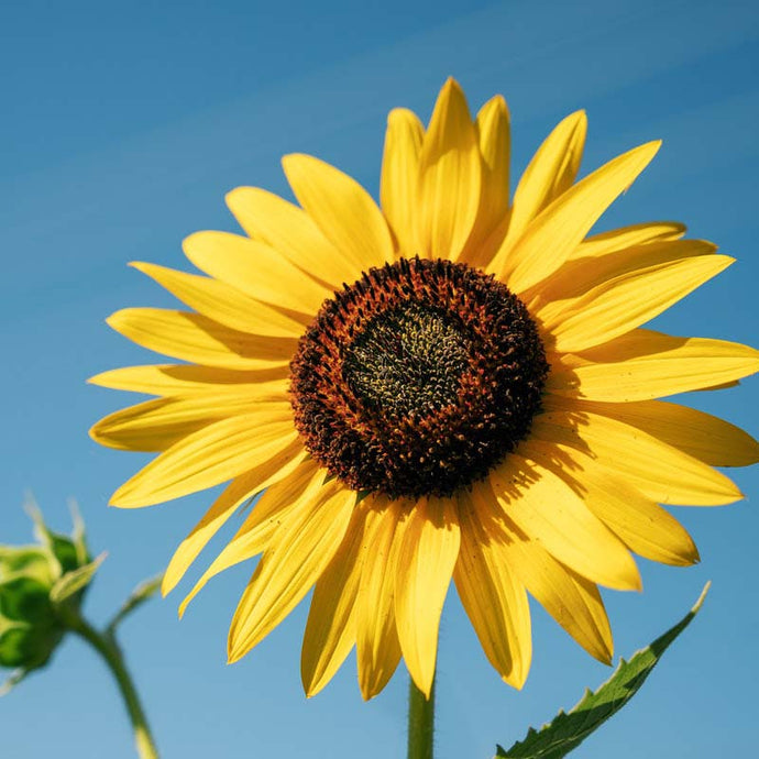 Malen nach Zahlen - Sonnenblume
