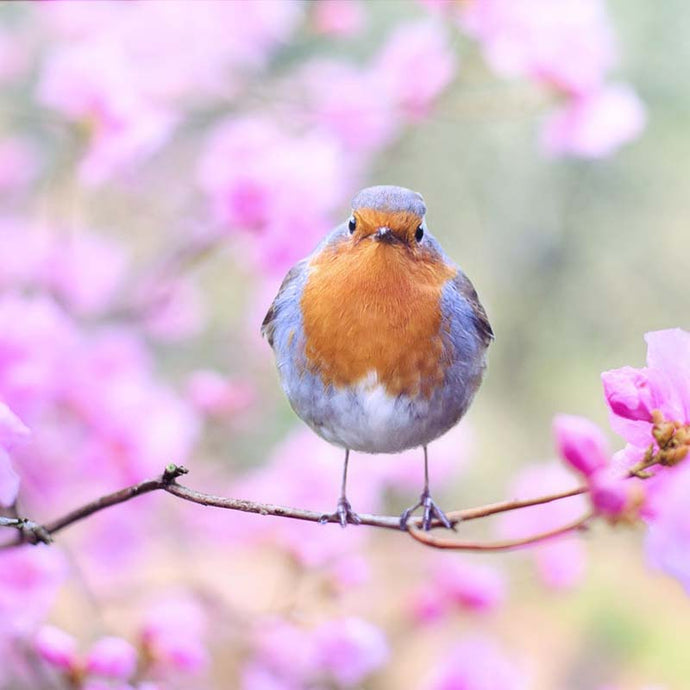 Malen nach Zahlen - Vögel im Frühling