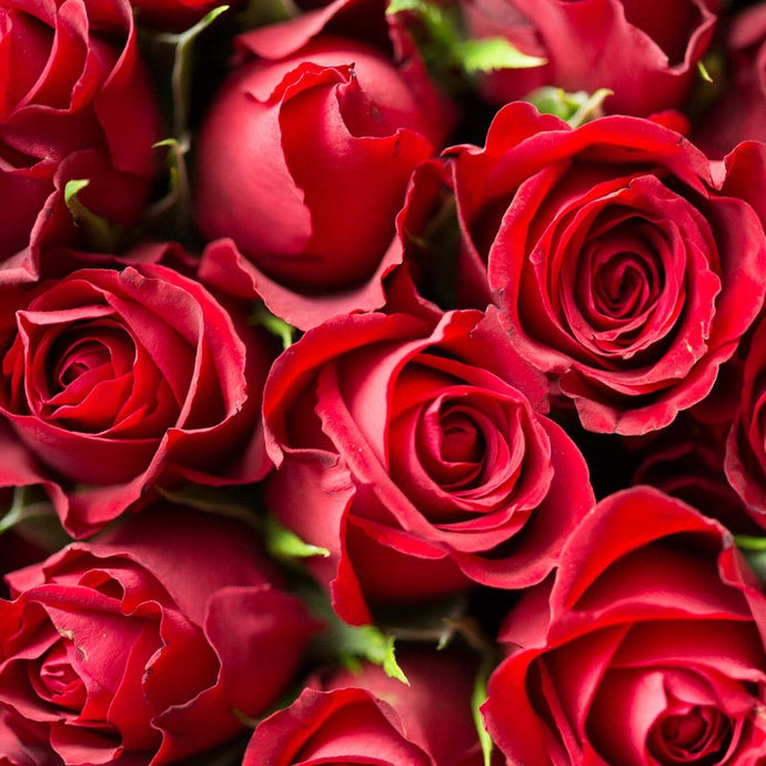 Malen nach Zahlen - Besondere Rosen