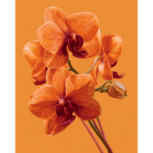 Malen nach Zahlen - Orchideen-Leuchten - Malen nach Zahlen