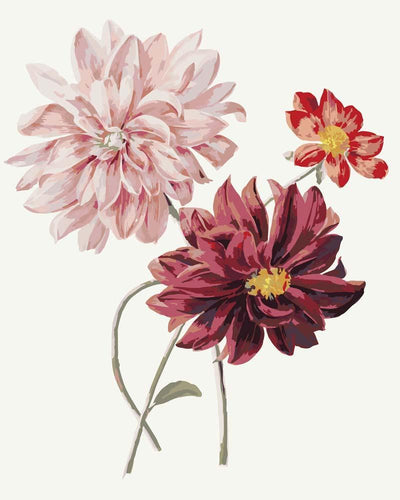 Malen nach Zahlen - Malen nach Zahlen - Dahlias by Willem Hekking
