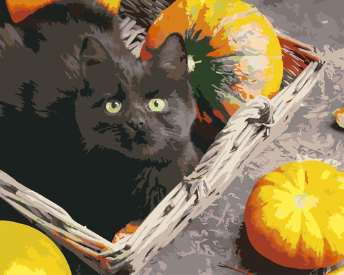 Malen nach Zahlen - Malen nach Zahlen - Schwarze Katze mit Kürbis