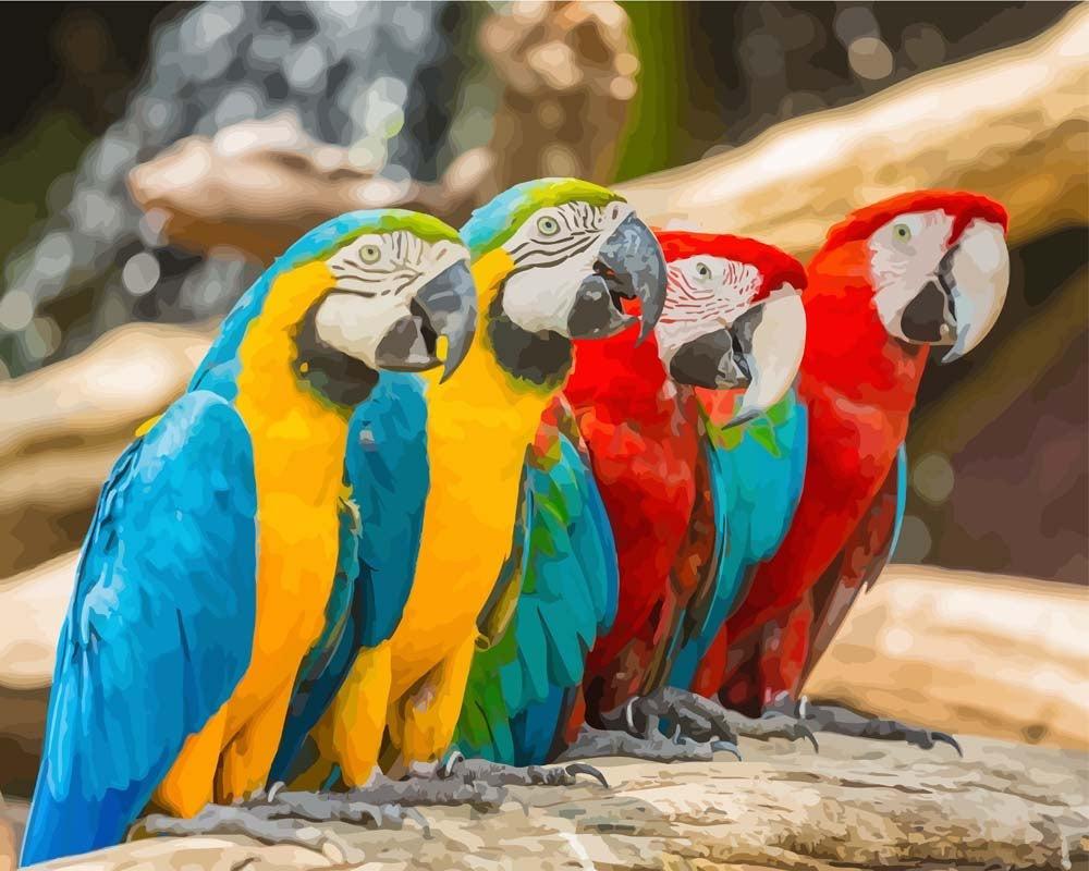 Malen nach Zahlen   Malen nach Zahlen   Bunte Makaw Papageien