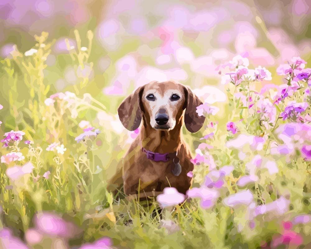 Malen nach Zahlen   Malen nach Zahlen   Wienerhund