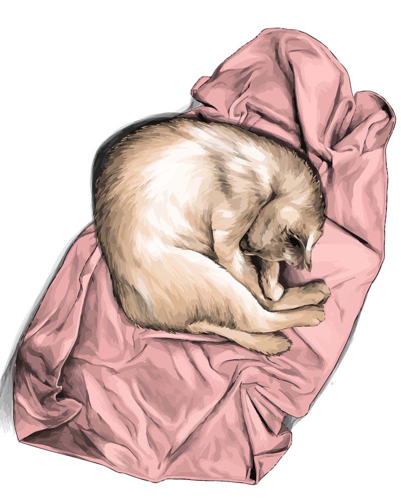 Malen nach Zahlen   Malen nach Zahlen   Katze am schlafen