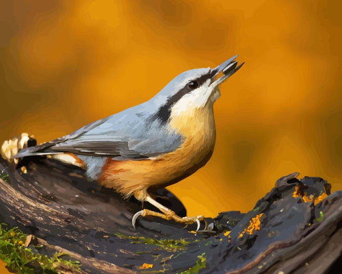 Malen nach Zahlen - Malen nach Zahlen - Nuthatch Vogel auf dem Zweig