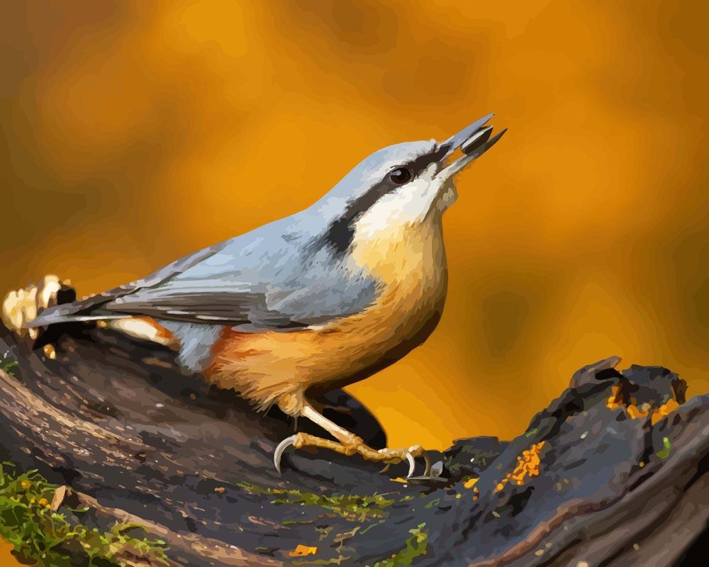 Malen nach Zahlen   Malen nach Zahlen   Nuthatch Vogel auf dem Zweig