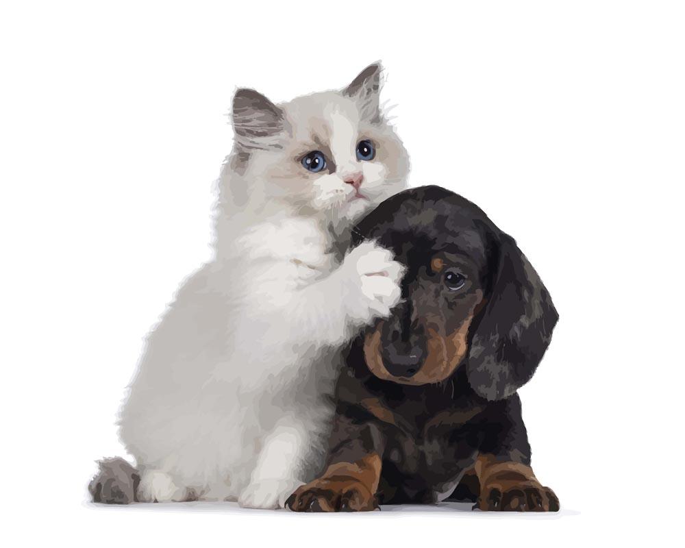 Malen nach Zahlen   Malen nach Zahlen   Ragdoll Katze und Dachshund