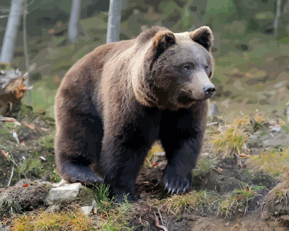 Malen nach Zahlen   Malen nach Zahlen   Brauner Bär im Wald