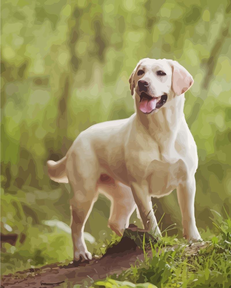 Malen nach Zahlen   Malen nach Zahlen   Labrador
