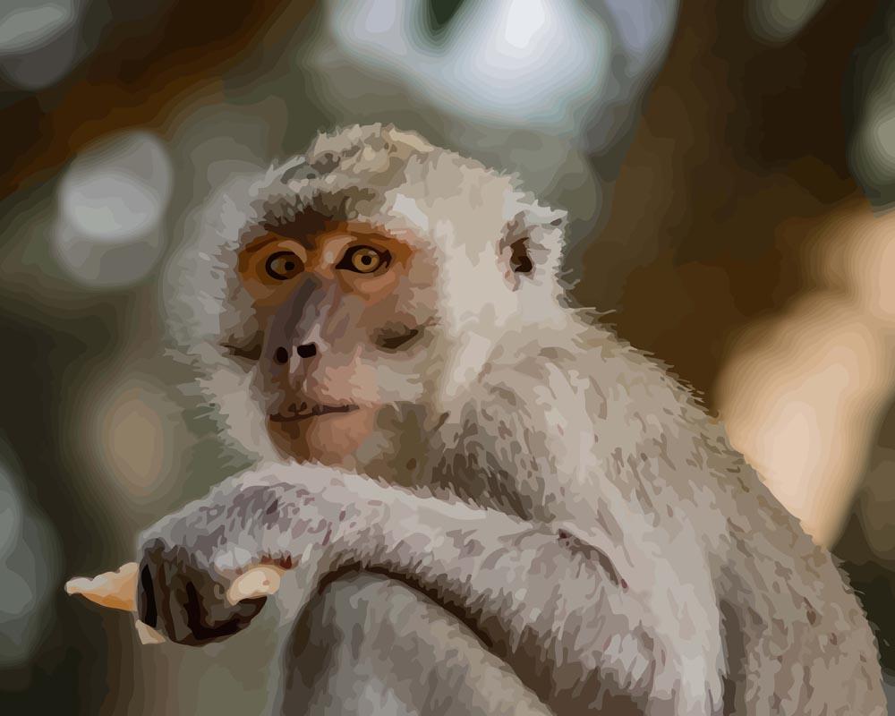 Malen nach Zahlen   Malen nach Zahlen   Kleiner Affe