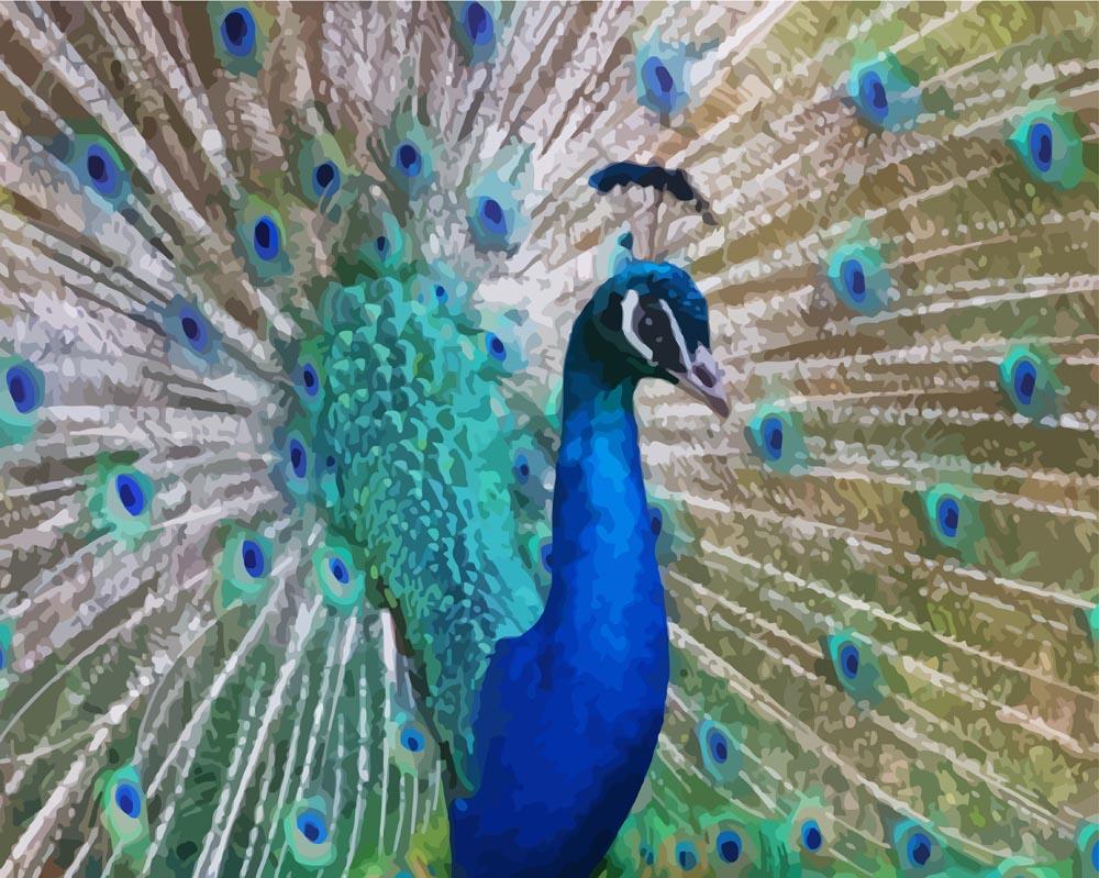 Malen nach Zahlen   Malen nach Zahlen   Pfau Nahaufnahme