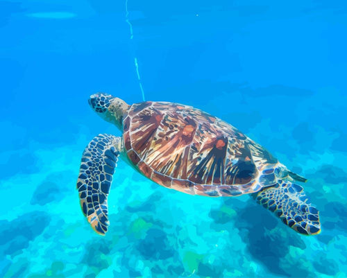 Malen nach Zahlen - Malen nach Zahlen - Schildkröte unterwasser