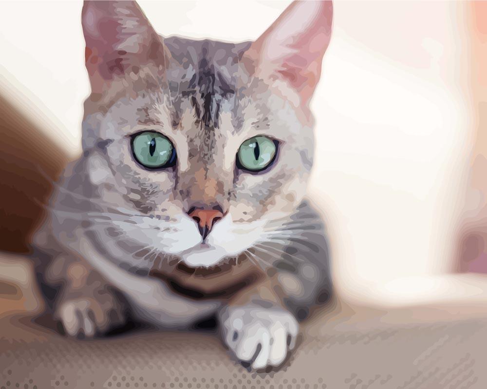 Malen nach Zahlen   Malen nach Zahlen   Süße Bengal Katze