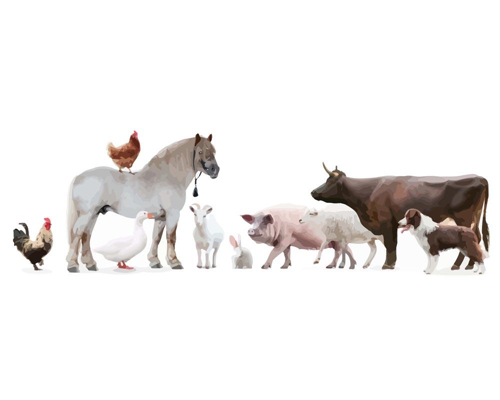 Malen nach Zahlen   Malen nach Zahlen   Bauerntiere versammelt