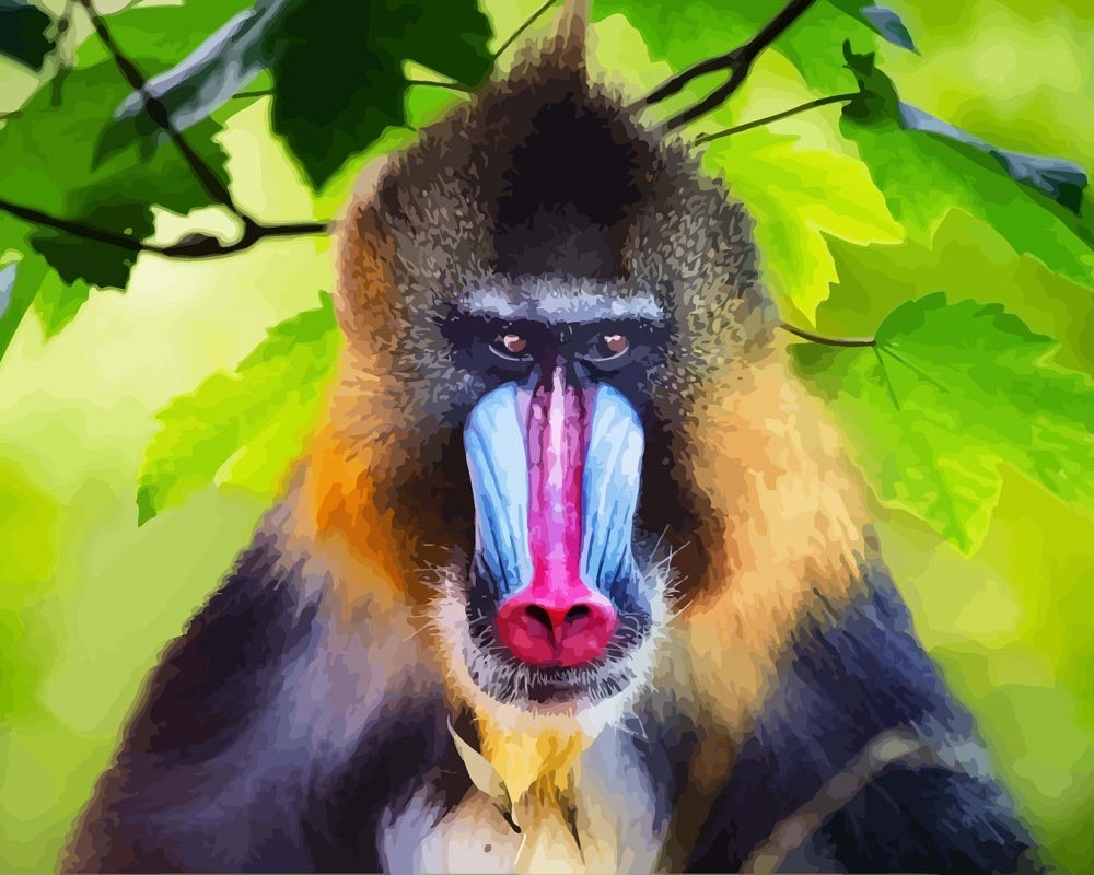 Malen nach Zahlen   Malen nach Zahlen   Portrait eines Mandrill   Affe   2
