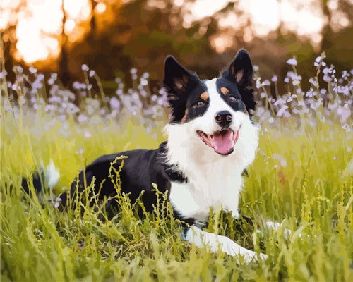 Malen nach Zahlen - Border Collie im Feld