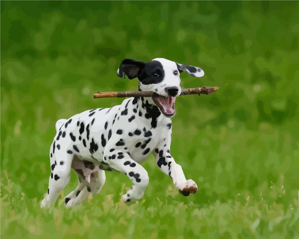 Malen nach Zahlen   Dalmatinerhund