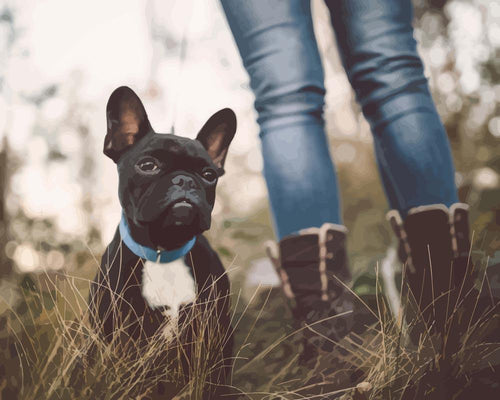 Malen nach Zahlen - Französische Bulldogge im Freien