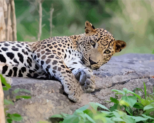 Malen nach Zahlen - Gepard auf der Lauer