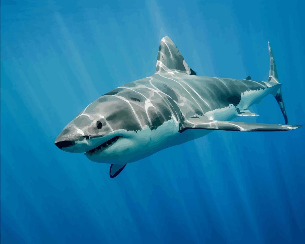 Malen nach Zahlen   Großer weißer Hai