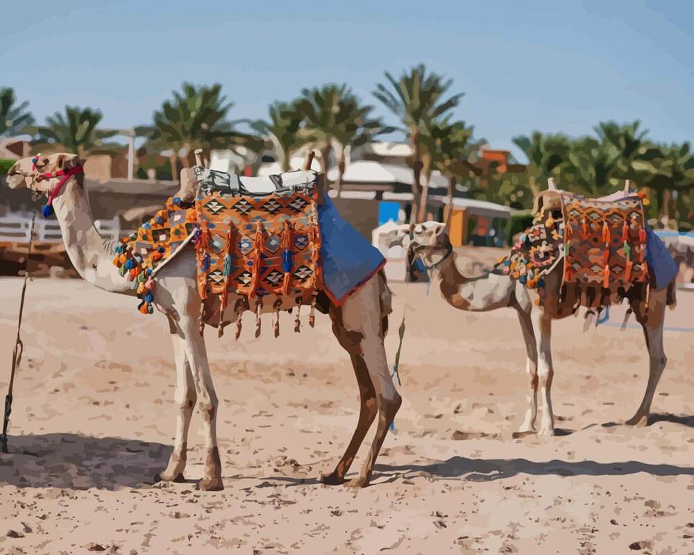 Malen nach Zahlen   Kamele in Ägypten