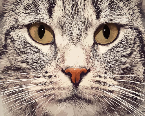 Malen nach Zahlen - Katze Portrait nah