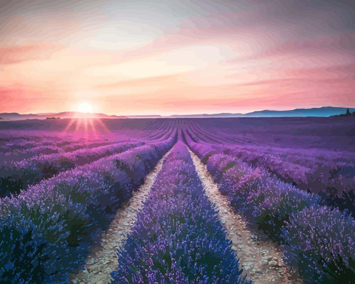 Malen nach Zahlen - Lavendel Blumenfeld