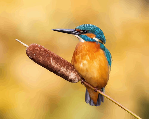 Malen nach Zahlen - Männlicher Eisvogel sitzend