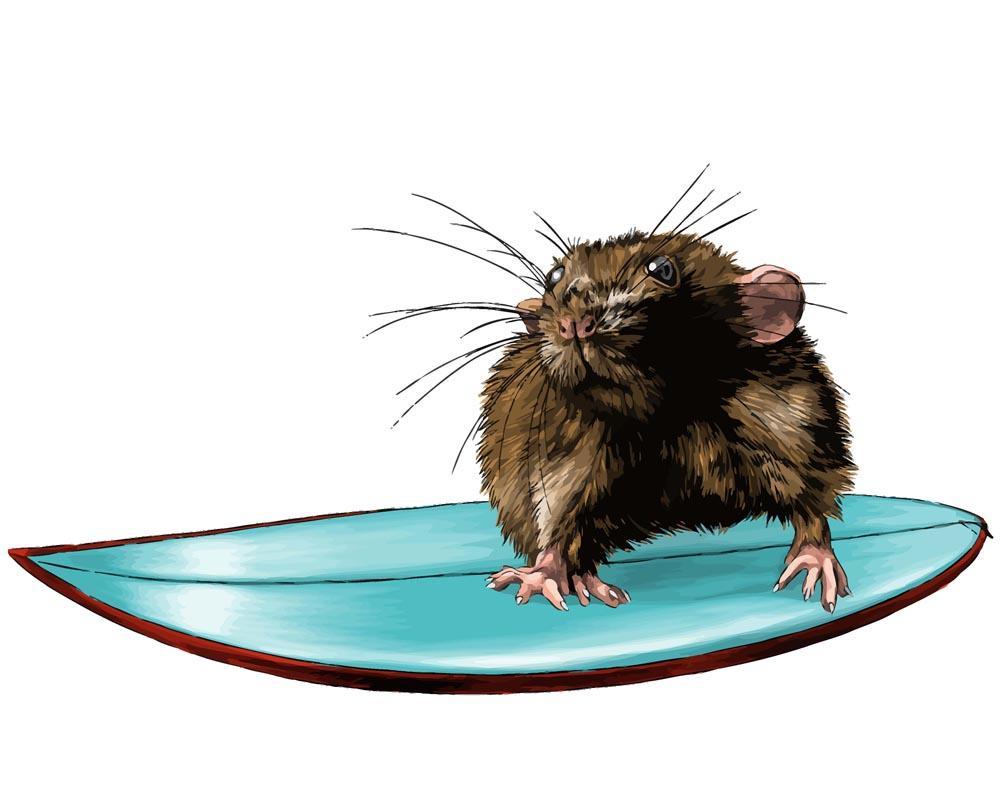 Malen nach Zahlen   Maus am surfen