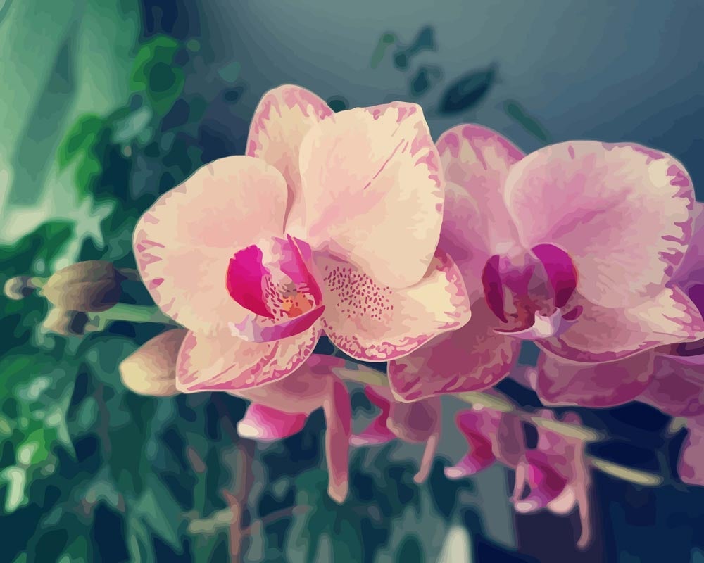 Malen nach Zahlen   Orchideen in Pink