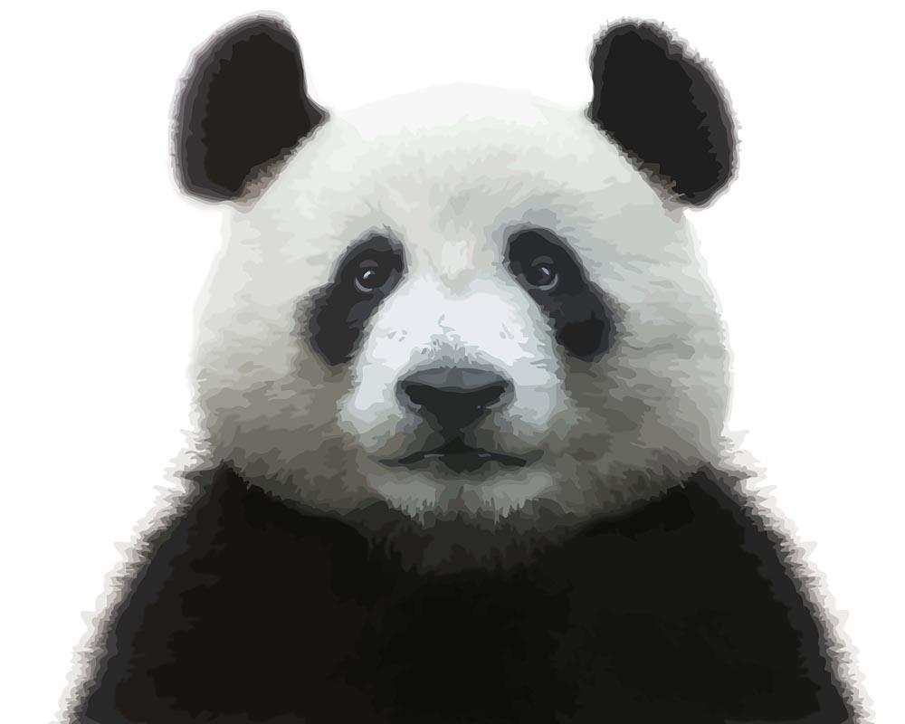 Malen nach Zahlen   Panda Gesicht