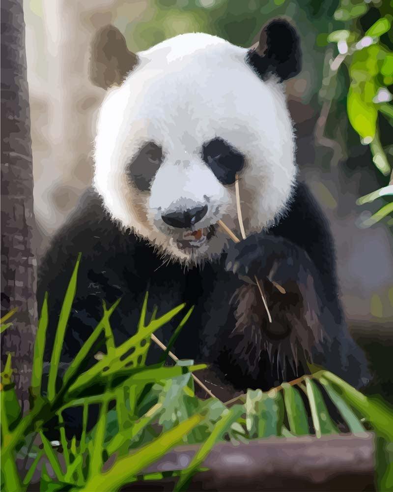 Malen nach Zahlen   Panda am essen