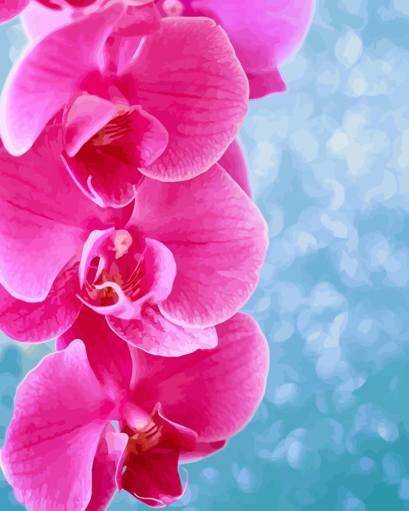 Malen nach Zahlen   Pinke Orchidee mit blauen Hintergrund