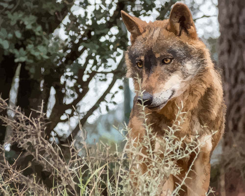 Malen nach Zahlen - Portrait des iberischen Wolfs