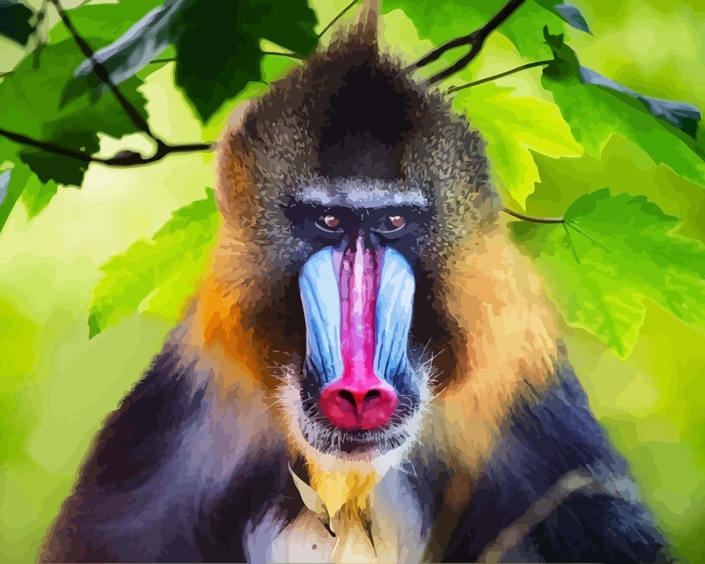 Malen nach Zahlen   Portrait eines Mandrill   Affe   2