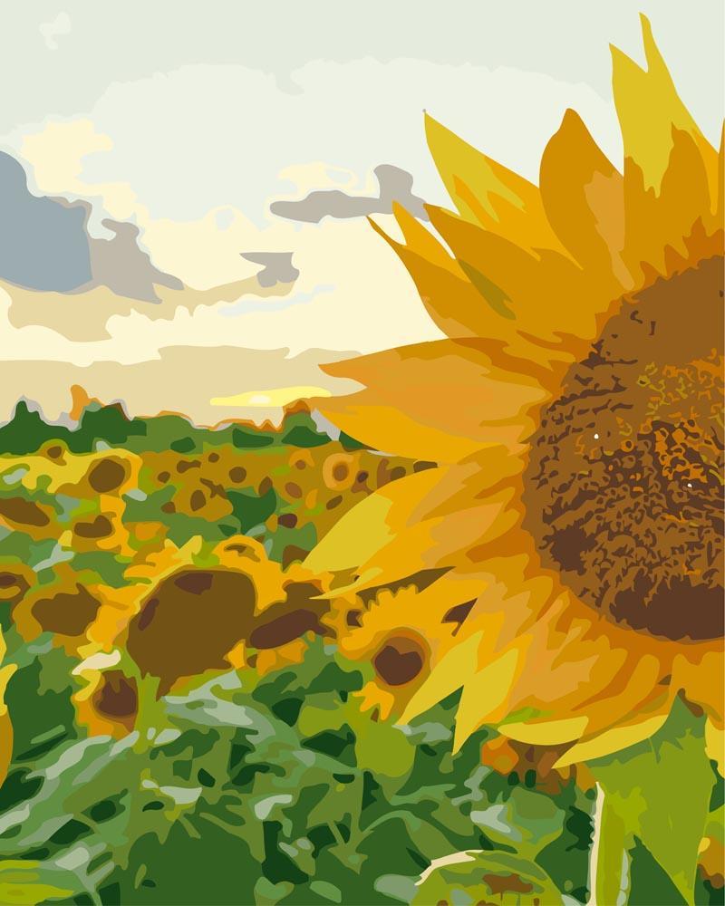 Malen nach Zahlen   Sonnenblumen im Feld
