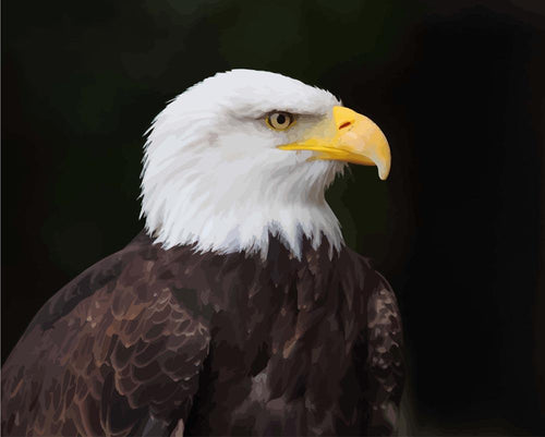 Malen nach Zahlen - Weißkopfseeadler - Bald Eagle