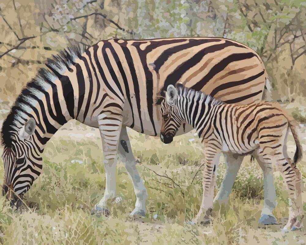 Malen nach Zahlen   Zebra   Babytiere mit Streifen