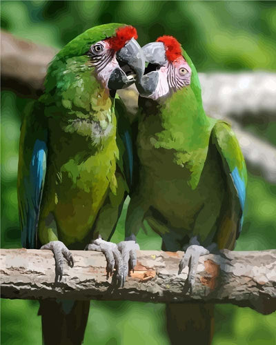 Malen nach Zahlen - Zwei Papageien