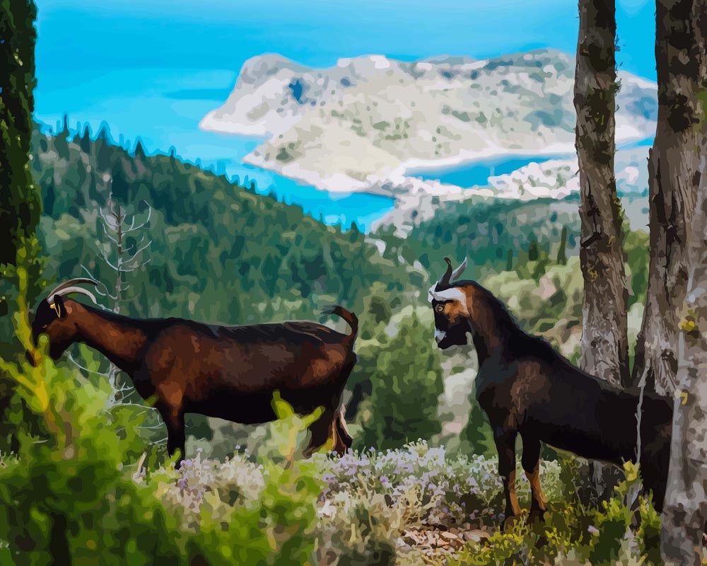 Malen nach Zahlen   Zwei Ziegen   Goats